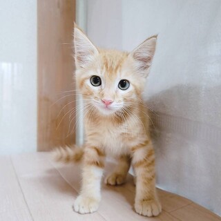 家族が出来ました♡ 茶トラ♂コペンくん♡