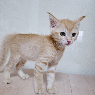 家族が出来ました♡ 3兄妹茶トラ♀タントちゃん♡