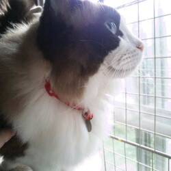 「ニャルソック隊、異常検知！」サムネイル2