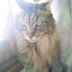 「ニャルソック隊、異常検知！」サムネイル3