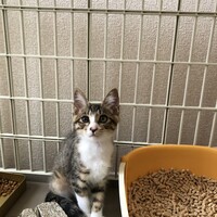 さくら