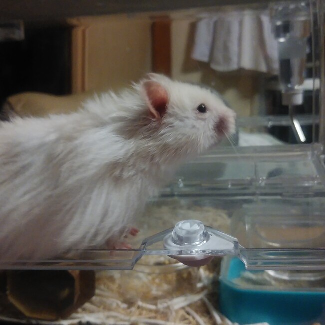 ちびがぶのカバー写真