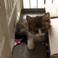 こたろう