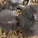 ハムスター里親募集