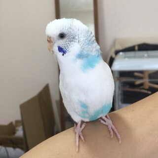 手乗りセキセイインコ