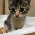 お転婆娘、三毛猫のデミちゃん里親さま決定です