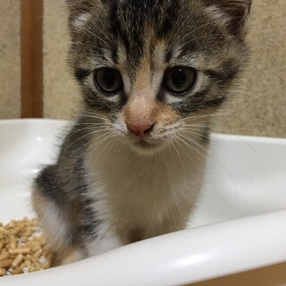 お転婆娘、三毛猫のデミちゃん里親さま決定です