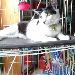 白黒猫のオトちゃん
