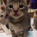 生後2ヶ月子猫の里親募集です