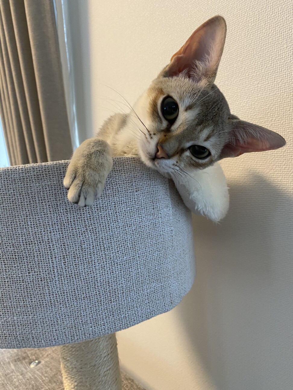 てて