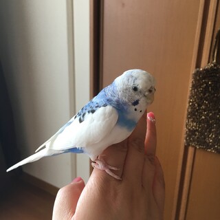 里親さん決まりました。ありがとうございました！