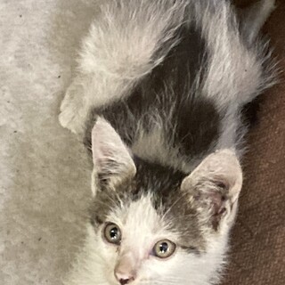 背中にミッキー柄に見える模様がある元気な男の子！