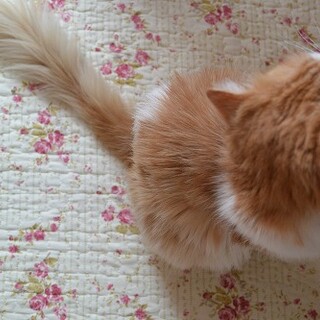 ノルウェージャン　甘えん坊男子