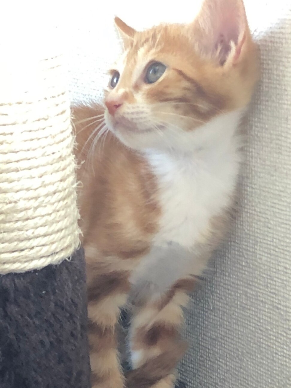 綺麗なレッドタビー アメ 岡山県 猫の里親募集 ペットのおうち 月間利用者150万人 綺麗なレッドタビー アメ 岡山県 猫の里親募集 ペットのおうち 月間利用者150万人