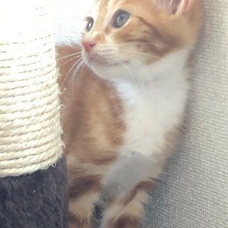 綺麗なレッドタビー☆アメショー風男子　サイ