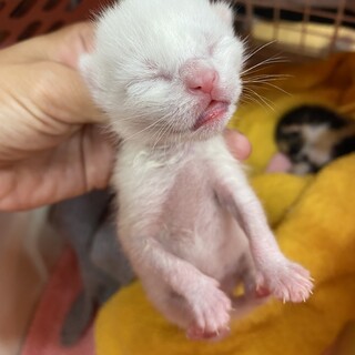 他で里親さんが決まりました！