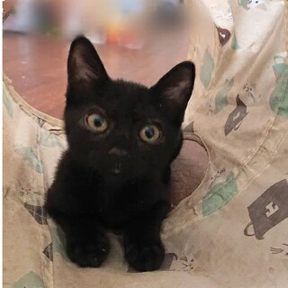 クリックリの目　女の子のこげちゃん 動画あり