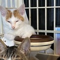 おっとり男子の茶白くん