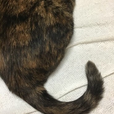 みゅう王子、このしっぽに掴まって！一緒に歩きましょう？