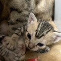 ベンガル、アメショミックスの子猫里親募集