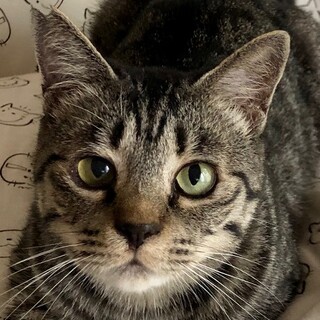 性格二重丸・へそ天で甘えるゆずちゃん