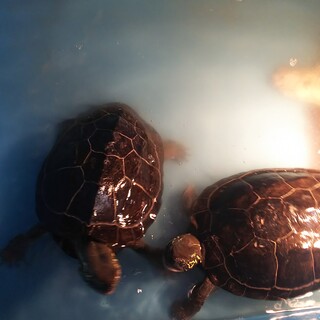 クサガメ17歳　雌と雄　2匹