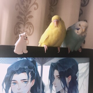 セキセイインコが新しい親を探しています