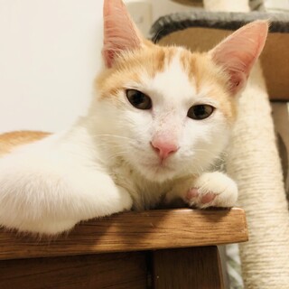 【おっとりイケにゃん】茶白子猫のえびすくん