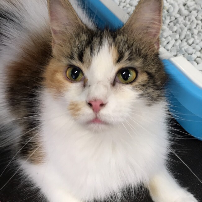 emi7965のカバー写真