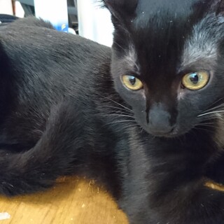 黒猫のルナト君