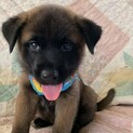 お顔真っ黒のフワモフの可愛い仔犬ちゃん