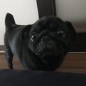 クロパグ　5歳