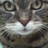 ふくにゃ