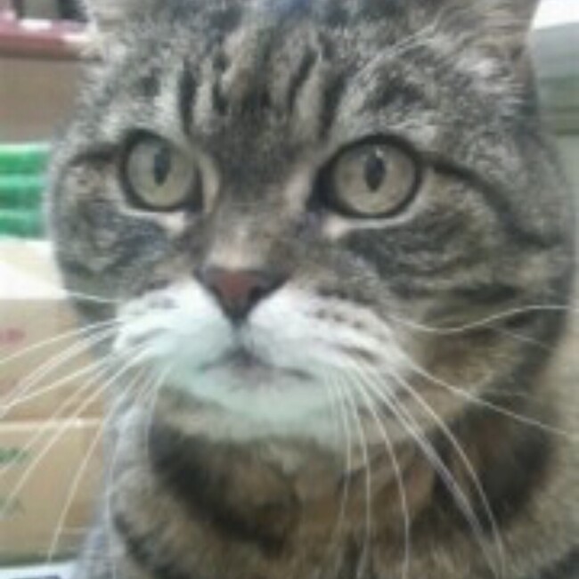 ふくにゃのカバー写真