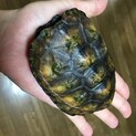 ニホンイシガメ（山口県型）