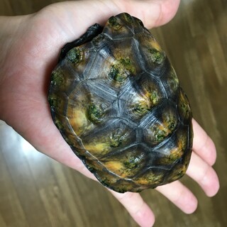 ニホンイシガメ（山口県型）