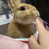 coconatsu