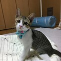 8.29藤井寺保護猫譲渡会参加猫ししゃも♀