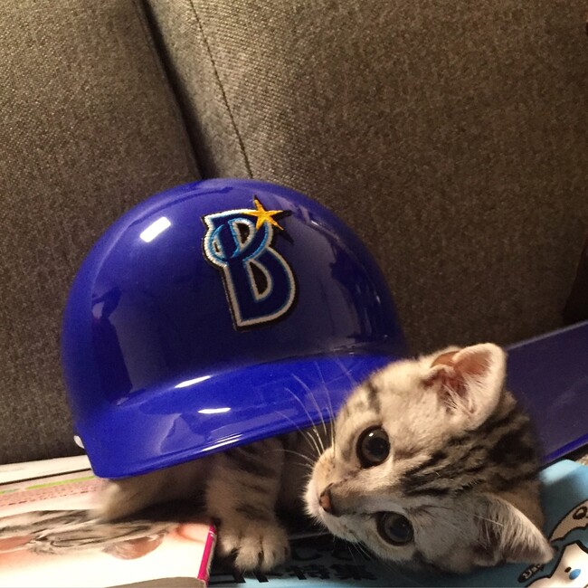 アメショ猫の諭吉と神楽のカバー写真