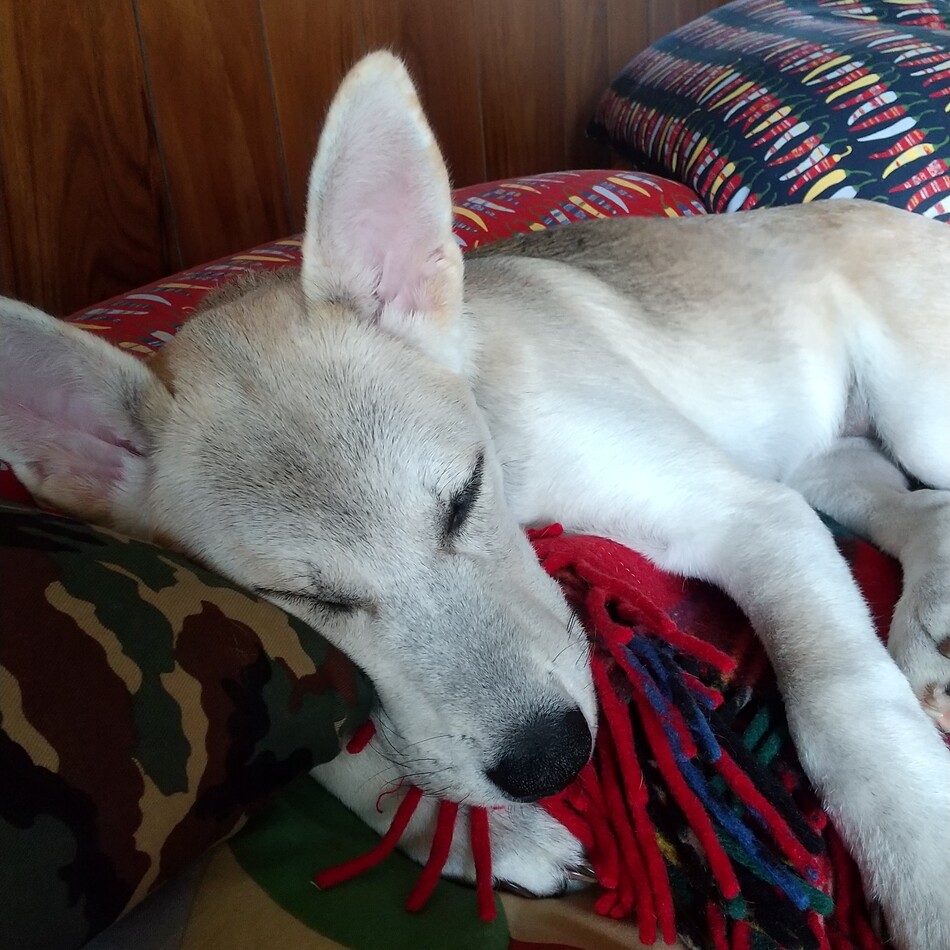 みかんのカバー写真