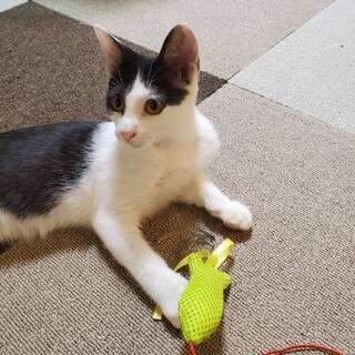 生後3～4ヶ月の白黒男の子