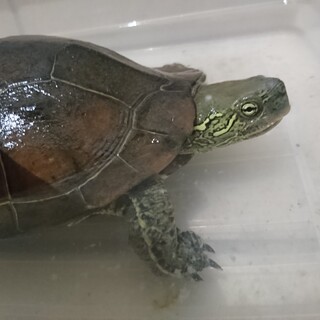 メスのクサガメです