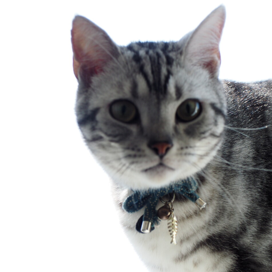 諭吉(ゆきち)のカバー写真