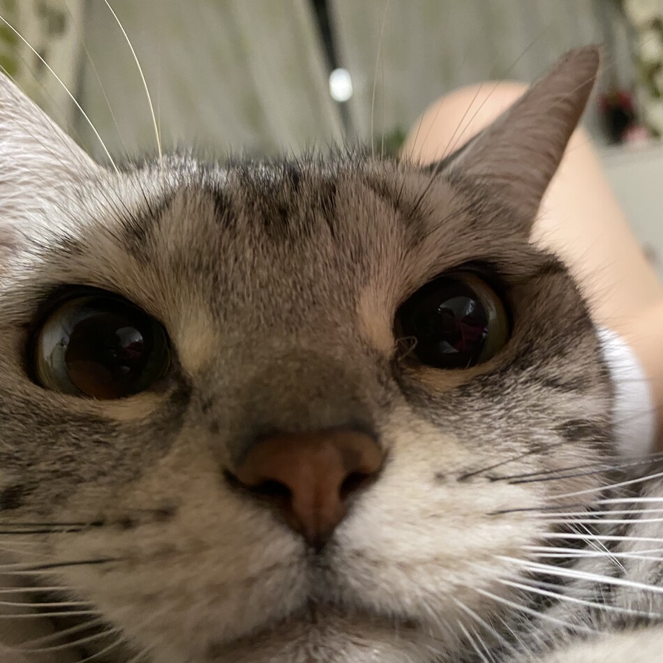 神楽(かぐら)のカバー写真