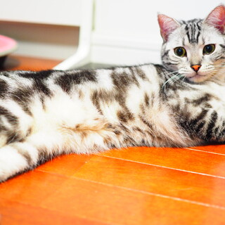 アメショの兄妹で募集中です^._.^