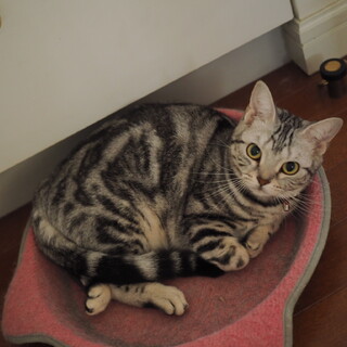 アメショの2匹での譲渡を希望しております^._.^