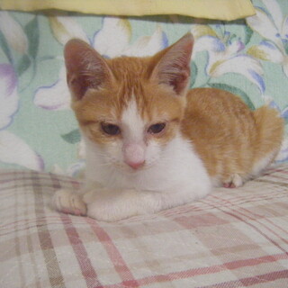 生後4か月の茶トラメスです