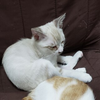 シャムミックスの可愛い男の子さとくんです。