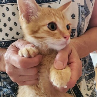 ６月生まれの可愛い男の子、コロです