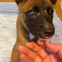 りんごちゃんの家族を探してます。